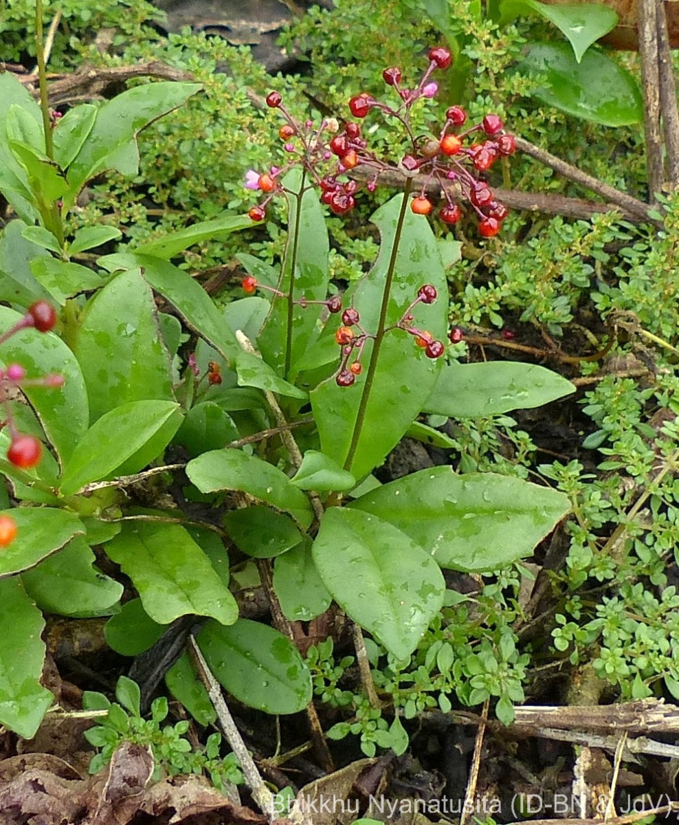 Talinum paniculatum (Jacq.) Gaertn.